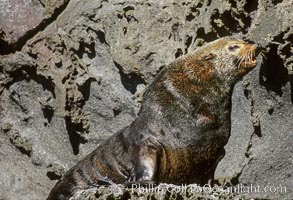 Guadalupe fur seal, Arctocephalus townsendi, Guadalupe Island (Isla Guadalupe)