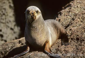 Guadalupe fur seal, Arctocephalus townsendi, Guadalupe Island (Isla Guadalupe)