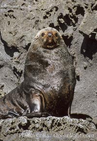 Guadalupe fur seal, Arctocephalus townsendi, Guadalupe Island (Isla Guadalupe)