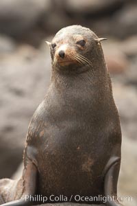 Guadalupe fur seal, hauled out upon volcanic rocks along the shoreline of Guadalupe Island, Arctocephalus townsendi, Guadalupe Island (Isla Guadalupe)