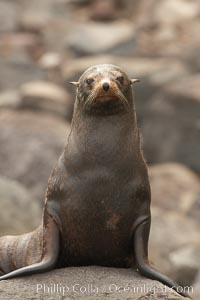 Guadalupe fur seal, hauled out upon volcanic rocks along the shoreline of Guadalupe Island, Arctocephalus townsendi, Guadalupe Island (Isla Guadalupe)