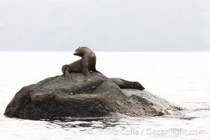 Guadalupe fur seal, hauled out upon volcanic rocks along the shoreline of Guadalupe Island, Arctocephalus townsendi, Guadalupe Island (Isla Guadalupe)