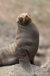 Guadalupe fur seal, hauled out upon volcanic rocks along the shoreline of Guadalupe Island, Arctocephalus townsendi, Guadalupe Island (Isla Guadalupe)