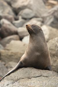 Guadalupe fur seal, hauled out upon volcanic rocks along the shoreline of Guadalupe Island, Arctocephalus townsendi, Guadalupe Island (Isla Guadalupe)