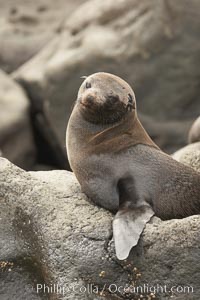 Guadalupe fur seal, hauled out upon volcanic rocks along the shoreline of Guadalupe Island, Arctocephalus townsendi, Guadalupe Island (Isla Guadalupe)