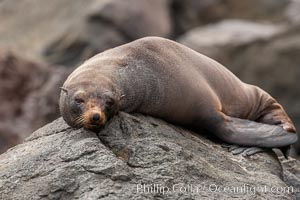 Guadalupe fur seal, hauled out upon volcanic rocks along the shoreline of Guadalupe Island, Arctocephalus townsendi, Guadalupe Island (Isla Guadalupe)