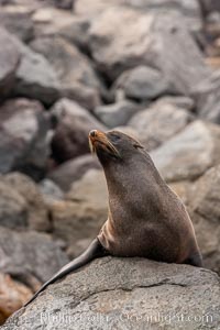 Guadalupe fur seal, hauled out upon volcanic rocks along the shoreline of Guadalupe Island, Arctocephalus townsendi, Guadalupe Island (Isla Guadalupe)
