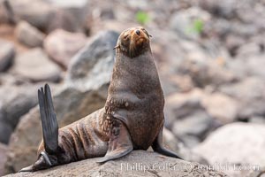 Guadalupe fur seal, hauled out upon volcanic rocks along the shoreline of Guadalupe Island, Arctocephalus townsendi, Guadalupe Island (Isla Guadalupe)