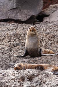 Guadalupe fur seal, hauled out upon volcanic rocks along the shoreline of Guadalupe Island, Arctocephalus townsendi, Guadalupe Island (Isla Guadalupe)