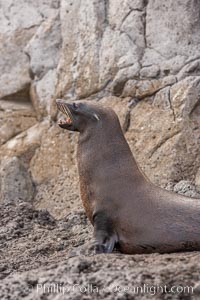 Guadalupe fur seal, hauled out upon volcanic rocks along the shoreline of Guadalupe Island, Arctocephalus townsendi, Guadalupe Island (Isla Guadalupe)