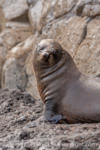 Guadalupe fur seal, hauled out upon volcanic rocks along the shoreline of Guadalupe Island, Arctocephalus townsendi, Guadalupe Island (Isla Guadalupe)