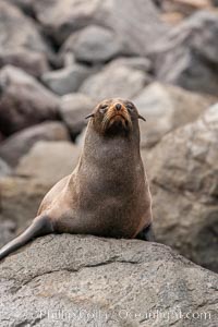 Guadalupe fur seal, hauled out upon volcanic rocks along the shoreline of Guadalupe Island, Arctocephalus townsendi, Guadalupe Island (Isla Guadalupe)