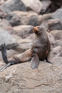 Guadalupe fur seal, hauled out upon volcanic rocks along the shoreline of Guadalupe Island, Arctocephalus townsendi, Guadalupe Island (Isla Guadalupe)