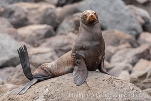 Guadalupe fur seal, hauled out upon volcanic rocks along the shoreline of Guadalupe Island, Arctocephalus townsendi, Guadalupe Island (Isla Guadalupe)