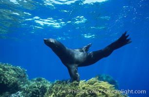 Guadalupe fur seal, Arctocephalus townsendi, Guadalupe Island (Isla Guadalupe)