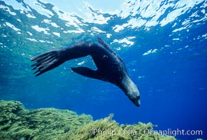 Guadalupe fur seal, Arctocephalus townsendi, Guadalupe Island (Isla Guadalupe)