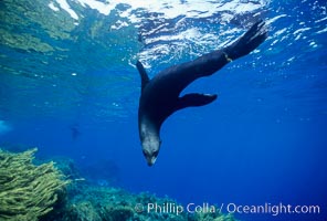 Guadalupe fur seal, Arctocephalus townsendi, Guadalupe Island (Isla Guadalupe)