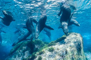 Guadalupe fur seal, Arctocephalus townsendi, Guadalupe Island (Isla Guadalupe)