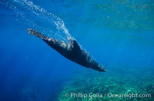 Guadalupe fur seal, Arctocephalus townsendi, Guadalupe Island (Isla Guadalupe)