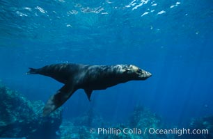 Guadalupe fur seal, Arctocephalus townsendi, Guadalupe Island (Isla Guadalupe)