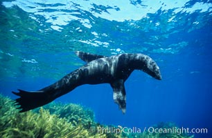 Guadalupe fur seal, Arctocephalus townsendi, Guadalupe Island (Isla Guadalupe)