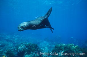 Guadalupe fur seal, Arctocephalus townsendi, Guadalupe Island (Isla Guadalupe)