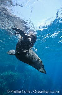 Guadalupe fur seal, Arctocephalus townsendi, Guadalupe Island (Isla Guadalupe)