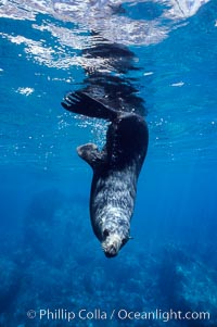 Guadalupe fur seal, Arctocephalus townsendi, Guadalupe Island (Isla Guadalupe)