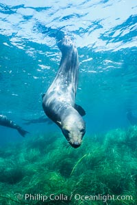 Guadalupe fur seal, Arctocephalus townsendi, Guadalupe Island (Isla Guadalupe)