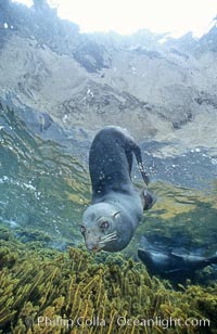 Guadalupe fur seal, Arctocephalus townsendi, Guadalupe Island (Isla Guadalupe)