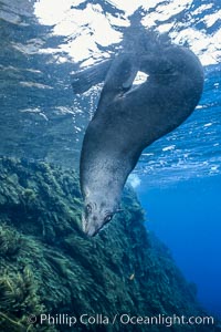 Guadalupe fur seal, Arctocephalus townsendi, Guadalupe Island (Isla Guadalupe)