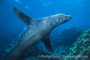 Guadalupe fur seal, Arctocephalus townsendi, Guadalupe Island (Isla Guadalupe)