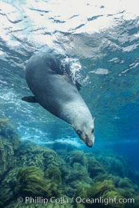 Guadalupe fur seal, Arctocephalus townsendi, Guadalupe Island (Isla Guadalupe)