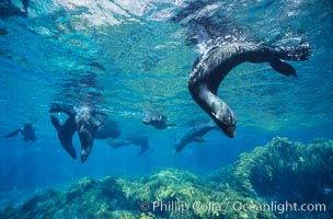 Guadalupe fur seal, Arctocephalus townsendi, Guadalupe Island (Isla Guadalupe)