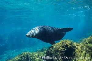 Guadalupe fur seal, Arctocephalus townsendi, Guadalupe Island (Isla Guadalupe)