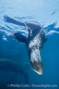 Guadalupe fur seal. Guadalupe Island (Isla Guadalupe), Baja California, Mexico, Arctocephalus townsendi, natural history stock photograph, photo id 10367