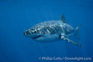 Great white shark, underwater. Guadalupe Island (Isla Guadalupe), Baja California, Mexico, Carcharodon carcharias, natural history stock photograph, photo id 21423