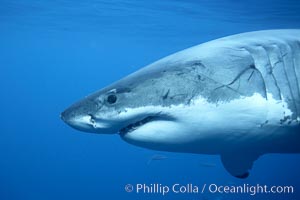 Great white shark, underwater, Carcharodon carcharias, Guadalupe Island (Isla Guadalupe)