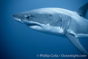 Great white shark, underwater. Guadalupe Island (Isla Guadalupe), Baja California, Mexico, Carcharodon carcharias, natural history stock photograph, photo id 21425