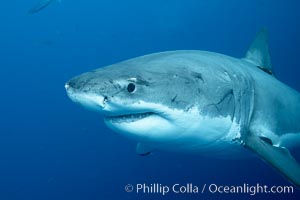 Great white shark, underwater, Carcharodon carcharias, Guadalupe Island (Isla Guadalupe)