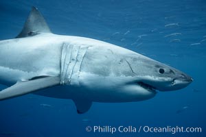 Great white shark, underwater, Carcharodon carcharias, Guadalupe Island (Isla Guadalupe)