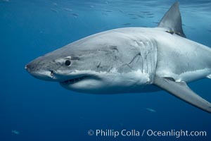 Great white shark, underwater, Carcharodon carcharias, Guadalupe Island (Isla Guadalupe)