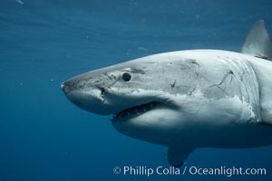 Great white shark, underwater. Guadalupe Island (Isla Guadalupe), Baja California, Mexico, Carcharodon carcharias, natural history stock photograph, photo id 21434