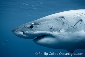 Great white shark, underwater. Guadalupe Island (Isla Guadalupe), Baja California, Mexico, Carcharodon carcharias, natural history stock photograph, photo id 21435