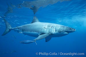 Great white shark, underwater, Carcharodon carcharias, Guadalupe Island (Isla Guadalupe)