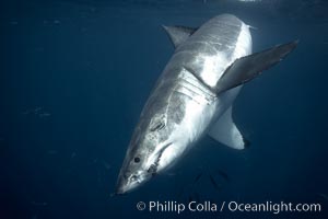 Great white shark, underwater, Carcharodon carcharias, Guadalupe Island (Isla Guadalupe)