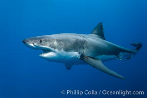 Great white shark, underwater. Guadalupe Island (Isla Guadalupe), Baja California, Mexico, Carcharodon carcharias, natural history stock photograph, photo id 21440