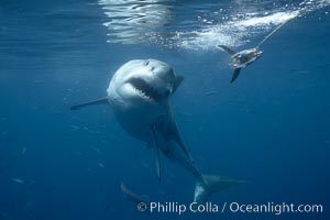 Great white shark, underwater, Carcharodon carcharias, Guadalupe Island (Isla Guadalupe)