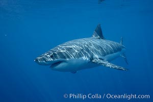 Great white shark, underwater, Carcharodon carcharias, Guadalupe Island (Isla Guadalupe)