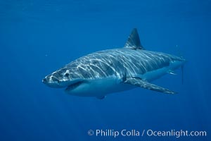 Great white shark, underwater, Carcharodon carcharias, Guadalupe Island (Isla Guadalupe)